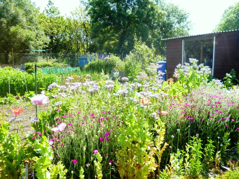 Aberystwyth Allotments